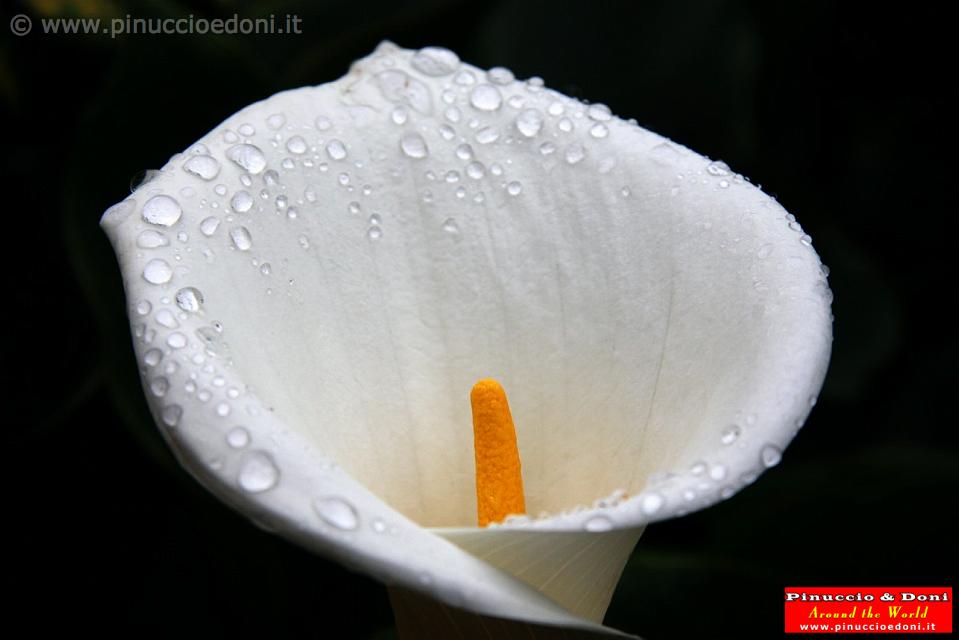 ECUADOR - Rio Pastaza - Flower.jpg